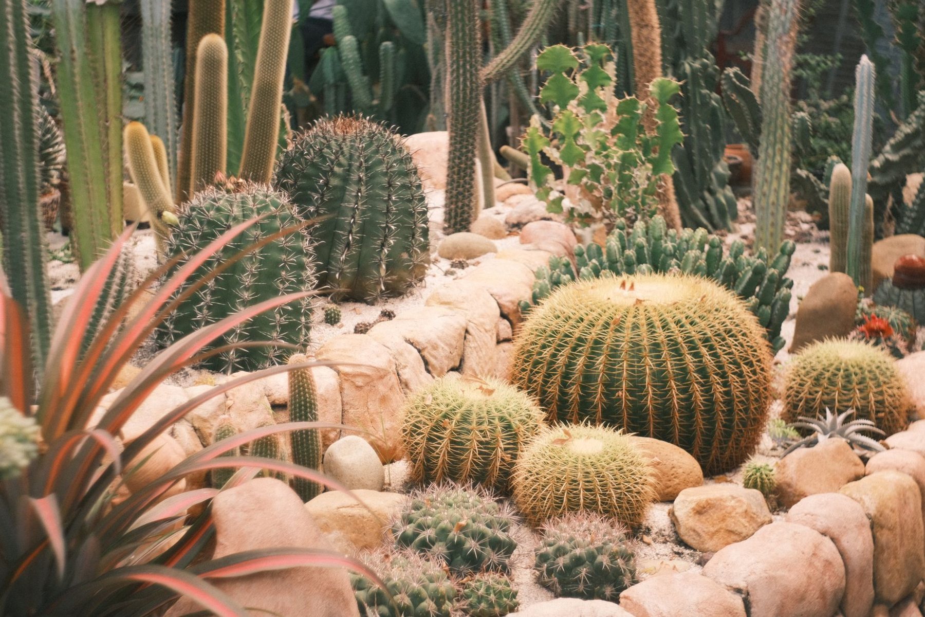Desert Landscaping & Xeriscape in Sun City West AZ